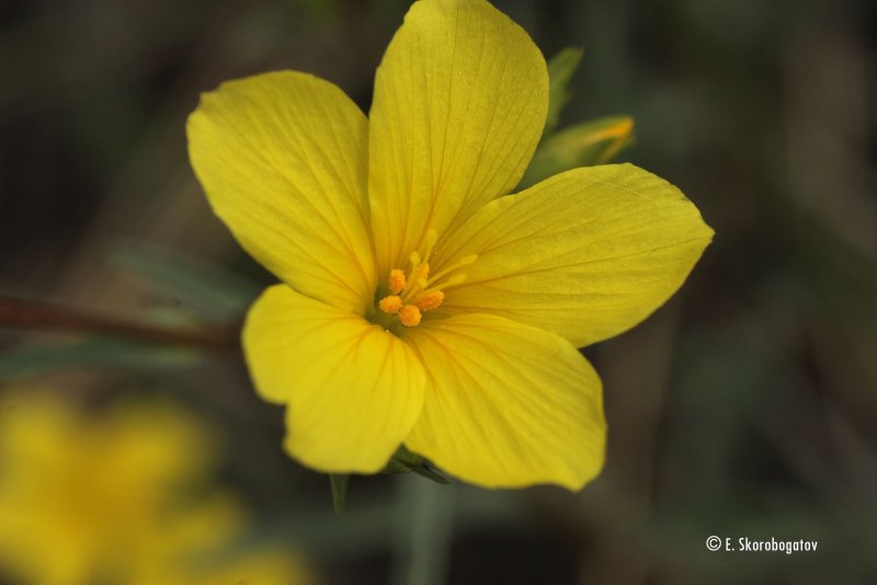 Linum uralense juz. – Лен Уральский