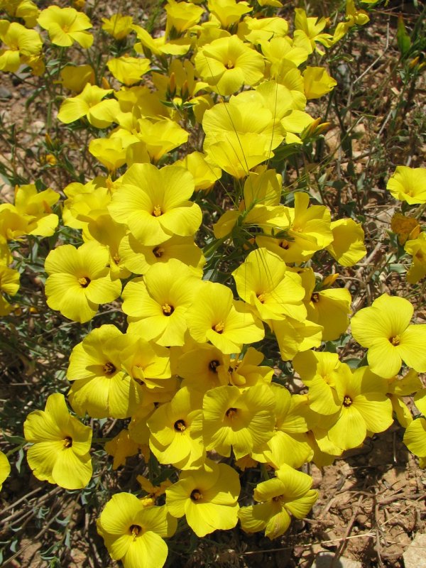 Лён обыкновенный (Linum usitatissimum l.)
