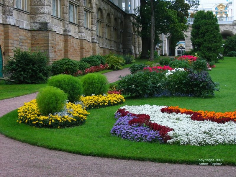 Агератум, Вербена, лобелия, петуния