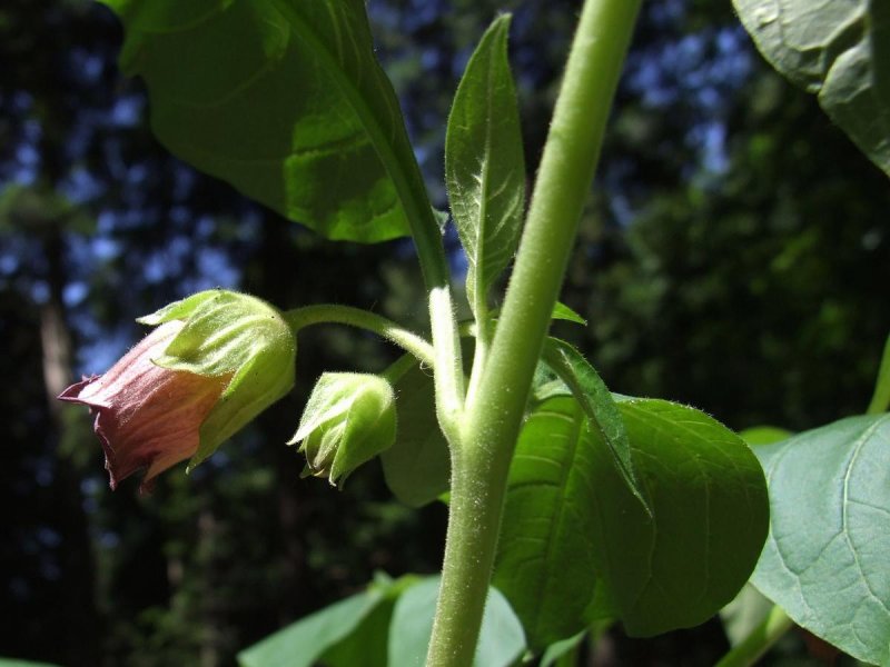 Scopolia japonica Maxim.