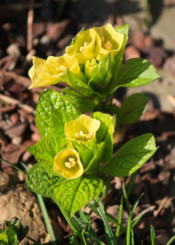Scopolia carniolica Jacq