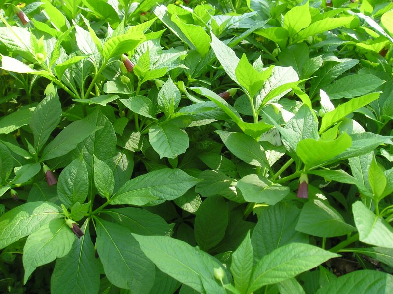 Scopolia japonica Maxim.