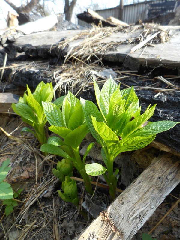 Скополия гималайская Scopolia stramonifolia
