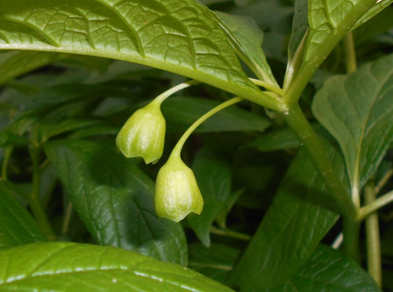 Scopolia tangutica — скополия тангутская
