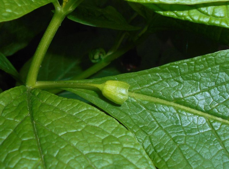 Скополия гималайская Scopolia stramonifolia