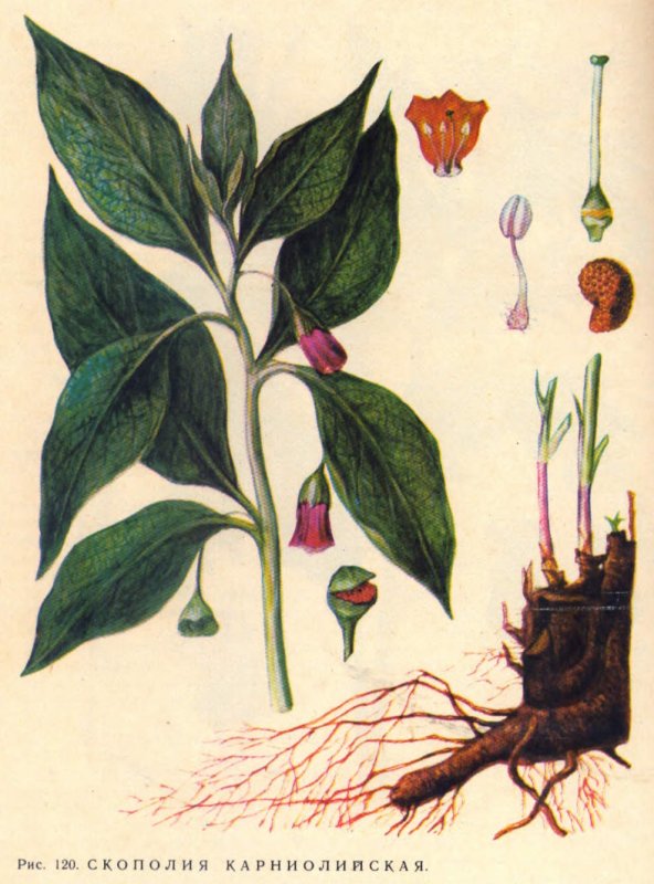 Скополия гималайская Scopolia stramonifolia