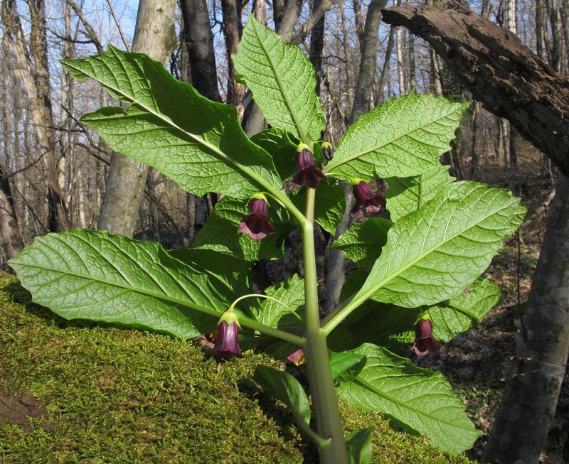 Scopolia tangutica — скополия тангутская