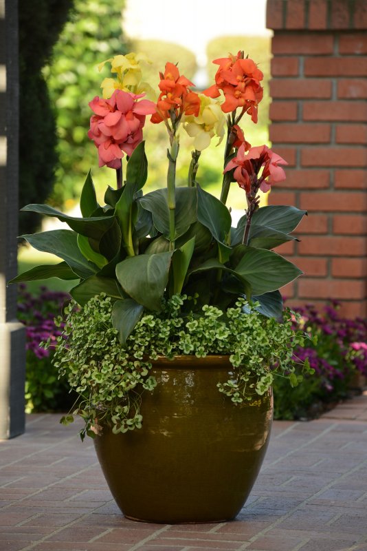 Канна горшечная (canna Happy Emily)