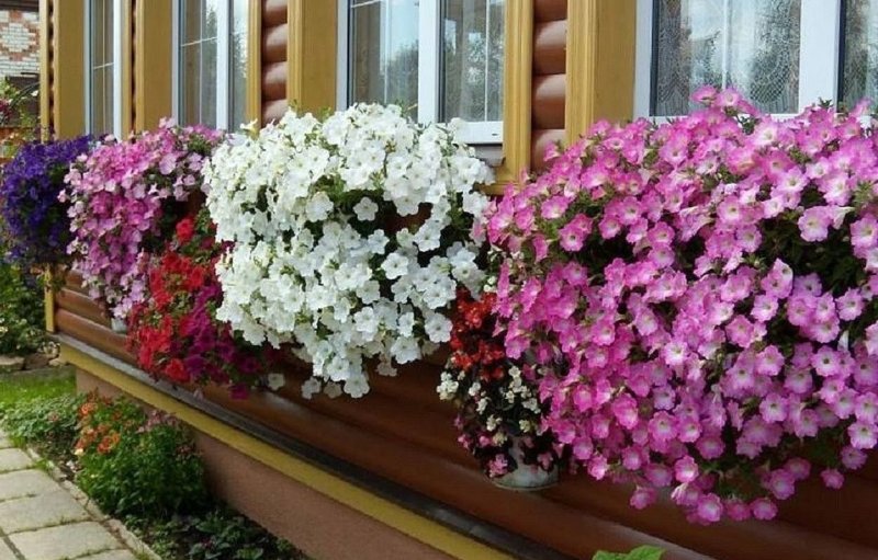 Флокс ампельный