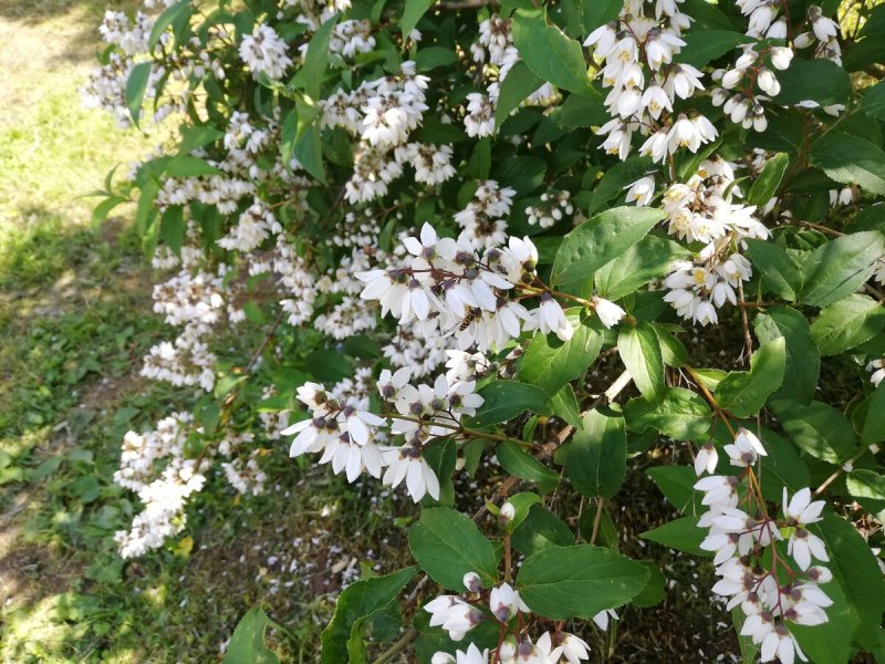 Дейция шершавая rosea 'Plena