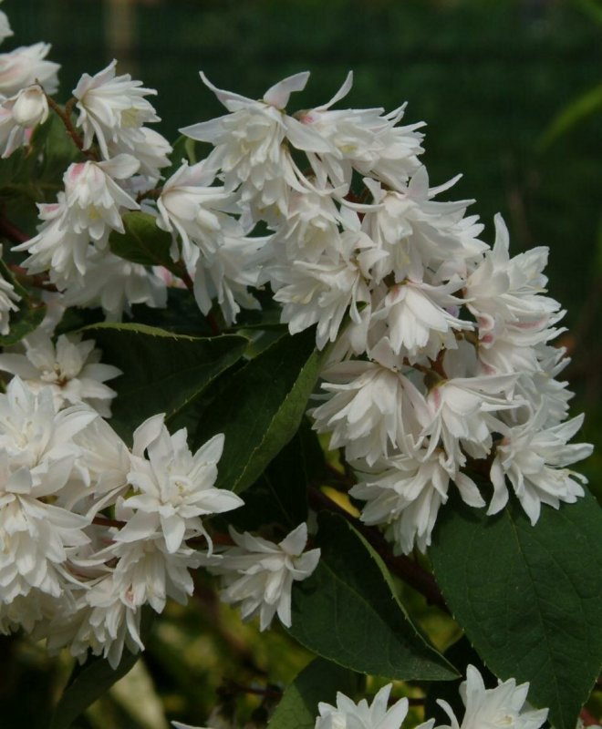 Дейция кустарник