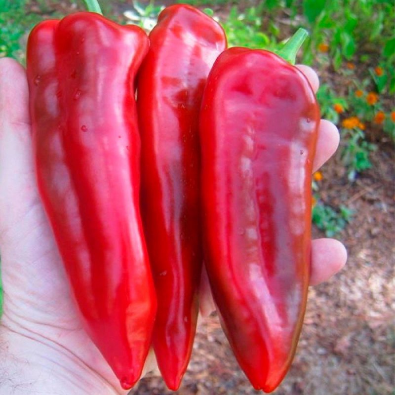 Перец сладкий Маркони красный