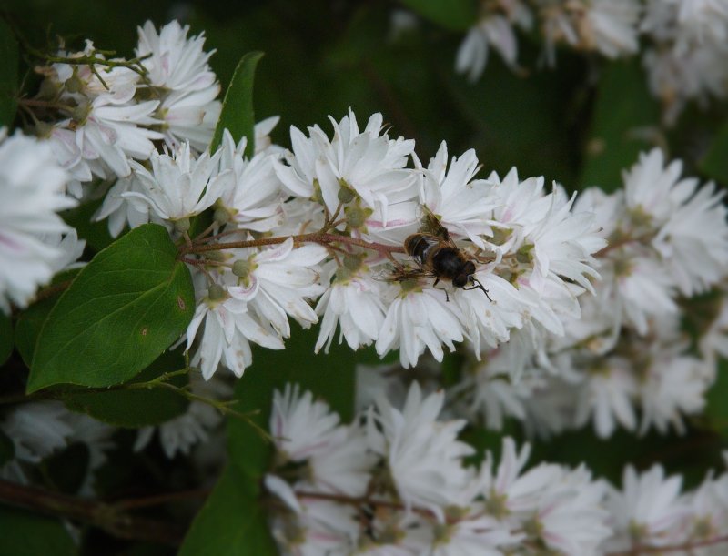 Дейция scabra Plena