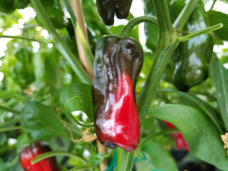 Китайский перец длинный