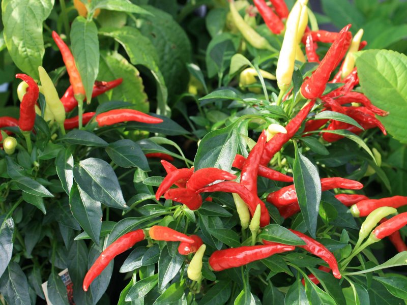 Перец hot Pepper Beni Highlands