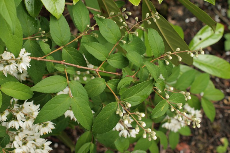 Дейция изящная (Deutzia gracilis)