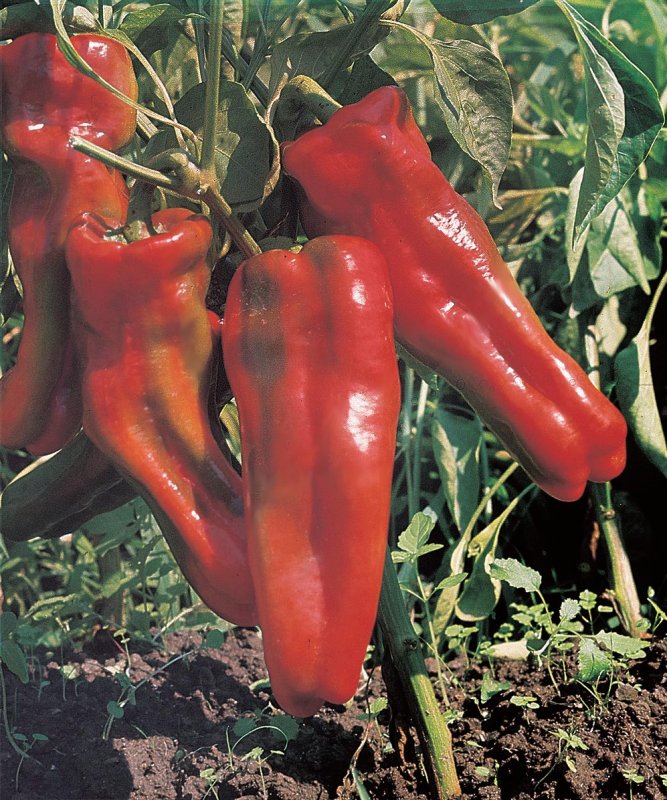 Перец сладкий Маркони красный