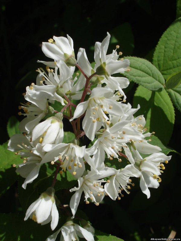 Дейция gracilis