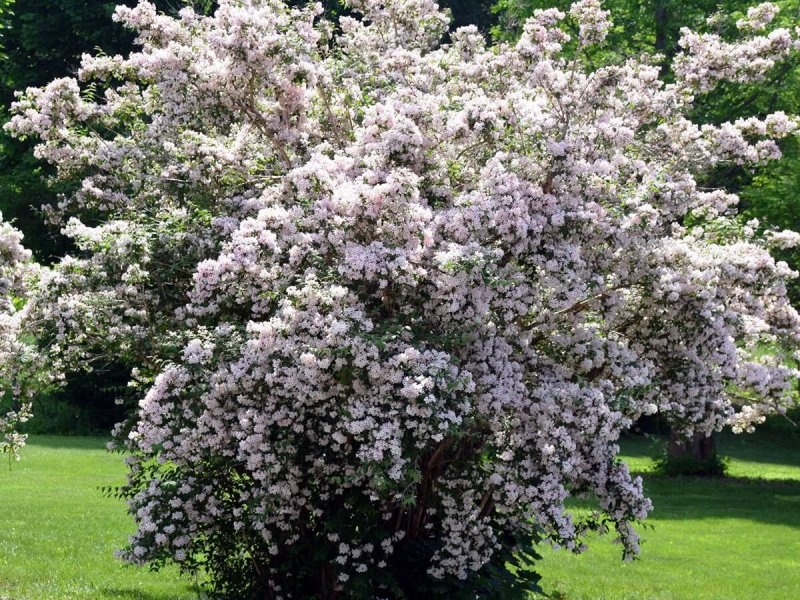 Deutzia parviflora