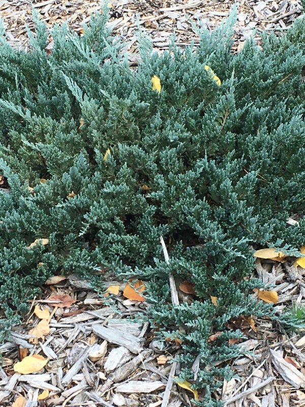 Можжевельник prostrata