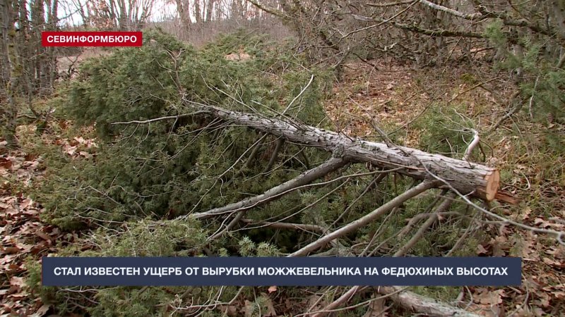 Можжевельник стройный
