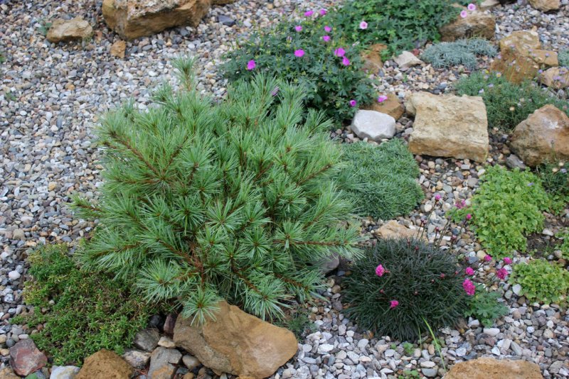 Pinus strobus 'Bergman's Mini'