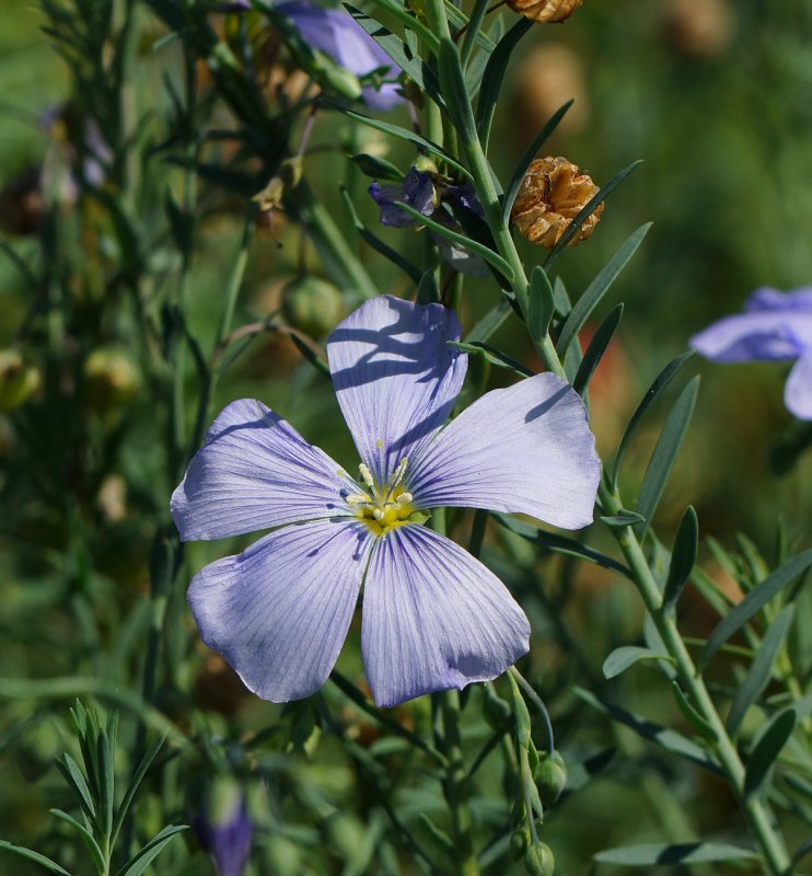 Лен многолетний Linum perenne