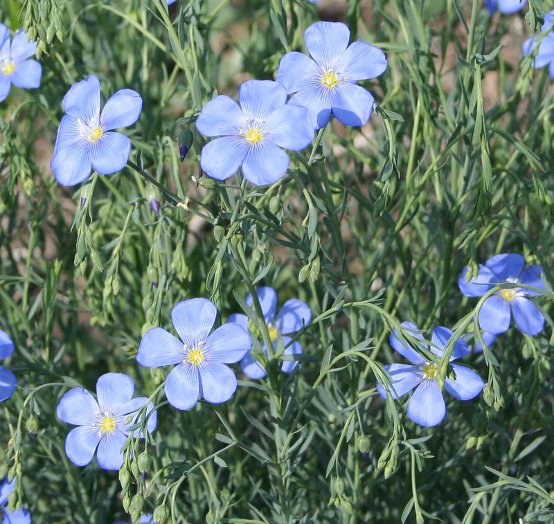 Лен многолетний Linum perénne