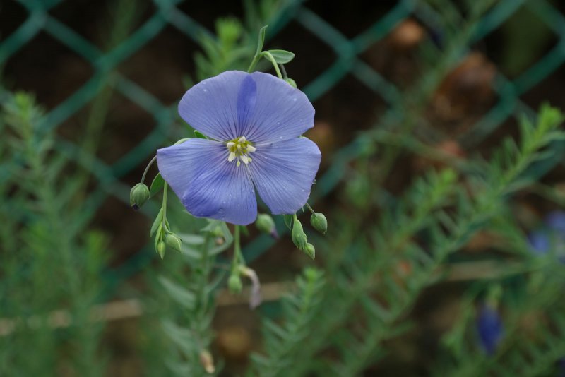 Лен многолетний Linum perenne