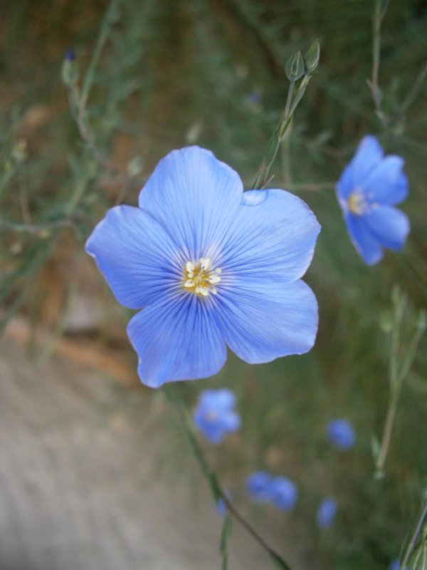 Лен многолетний Linum perénne