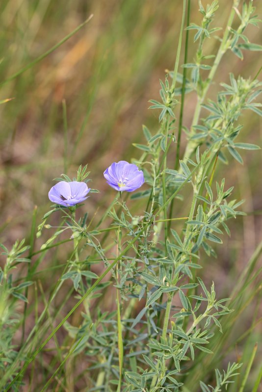 Лен многолетний Linum perénne