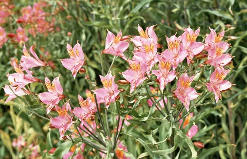 Alstroemeria ligtu-Hybrids