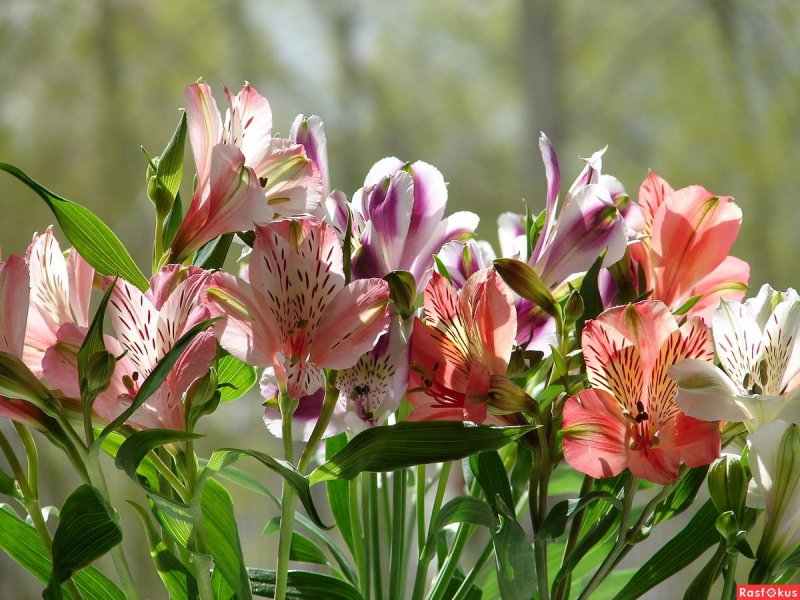 Alstroemeria Pelegrina
