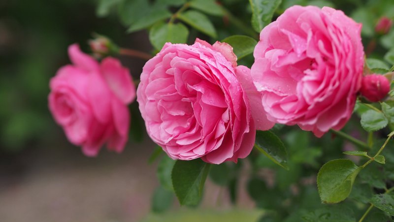 Роза почвопокровная Pink Fairy