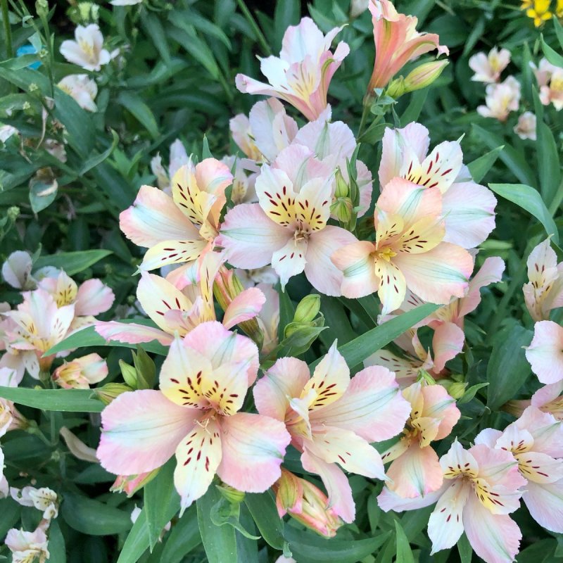 Alstroemeria/Alstroemeria Наполи
