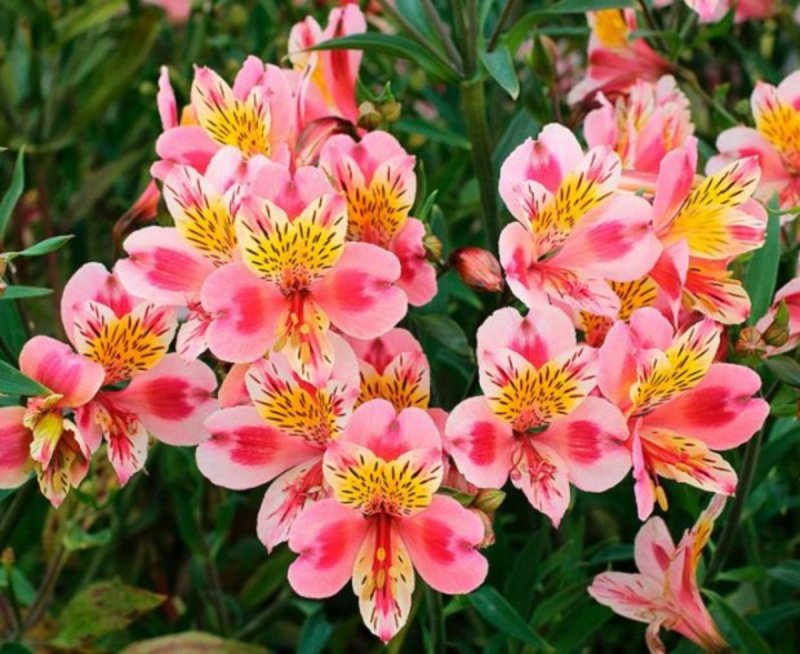 Альстромерия (Alstroemeria)