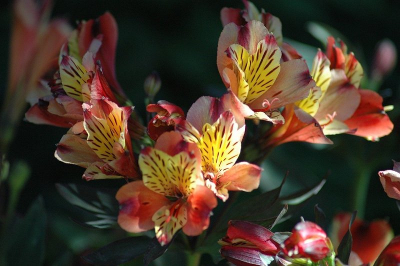 Alstroemeria ligtu-Hybrids