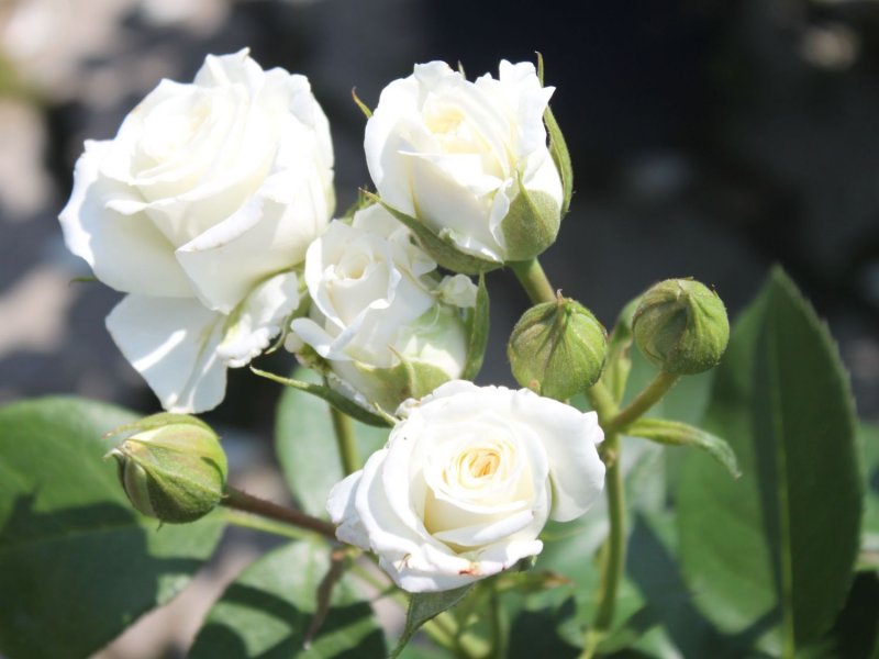 Роза флорибунда Alabaster