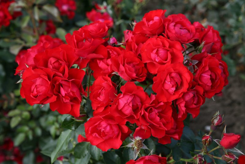 Black Forest Rose (Блэк Форест Роуз)