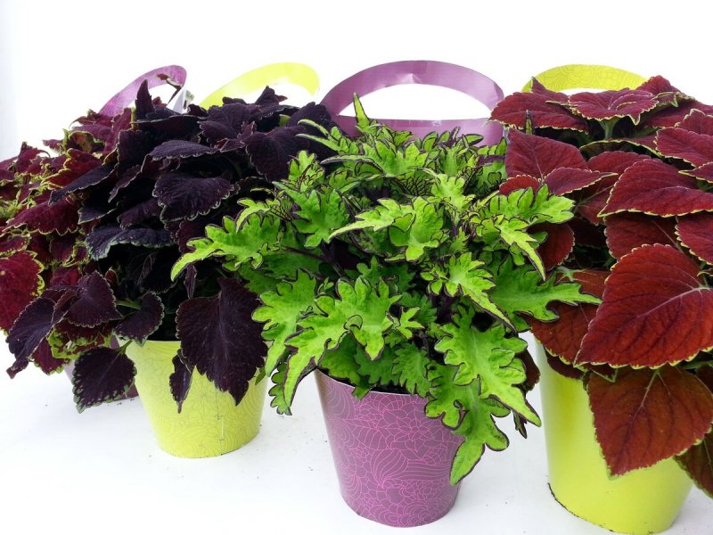 Колеус Coleus Combat