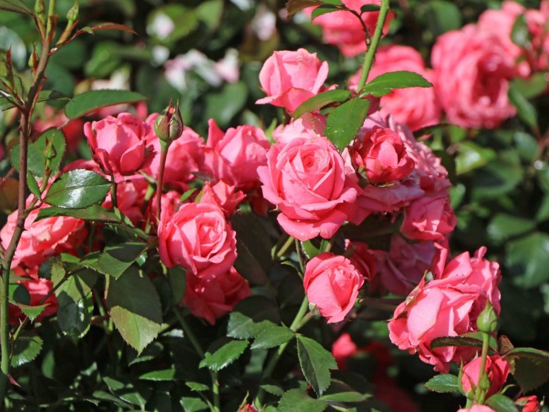Rosa Bella Rosa (KORWONDER)