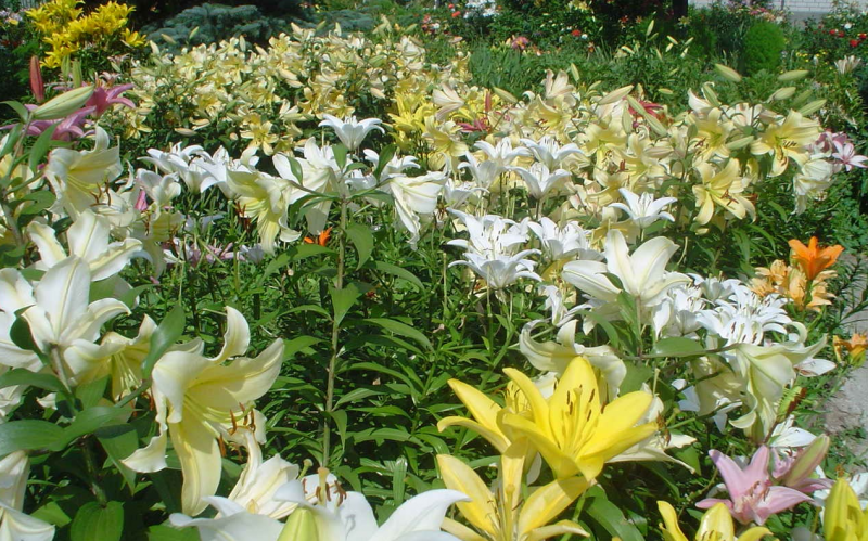 Лилия Regent's Park