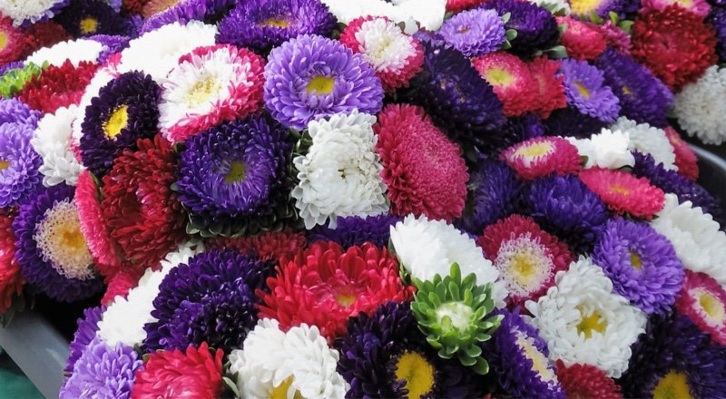 Прямоугольные клумбы из астр