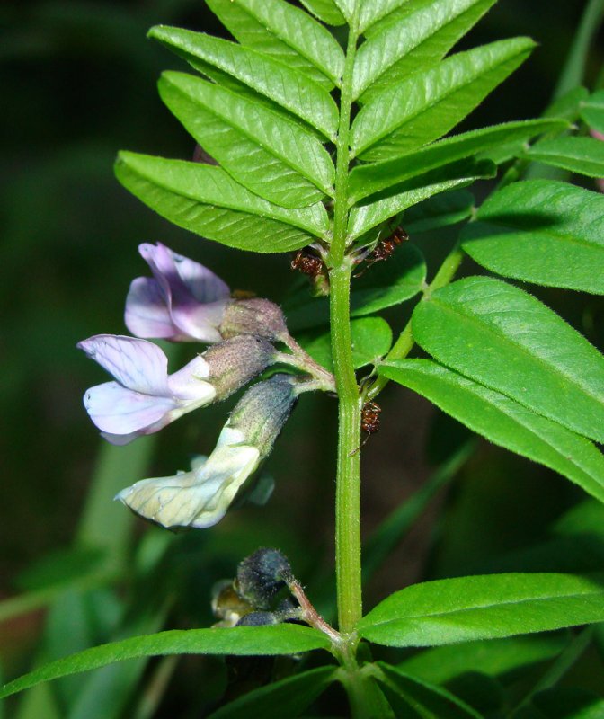 Vicia sepium – горошек заборный