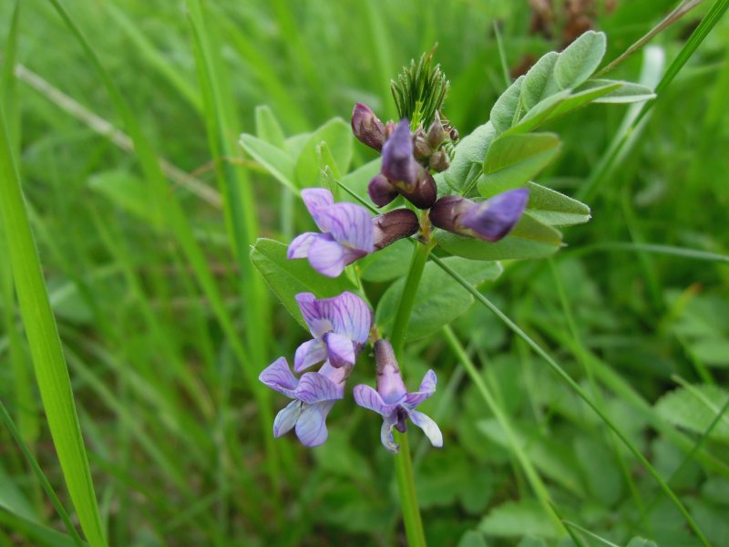 Вика заборная (Vicia sepium)