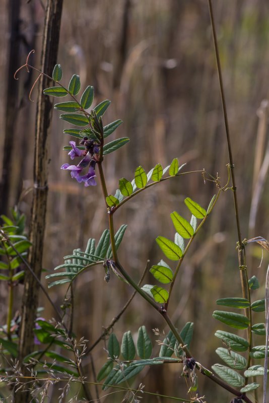 Вика заборная (Vicia sepium)