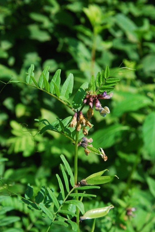 Vicia sepium – горошек заборный