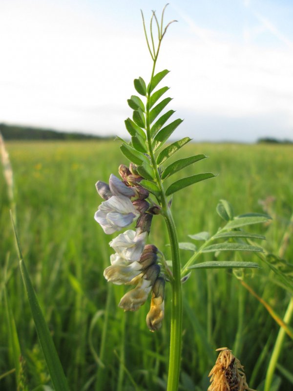 Горошек Vicia