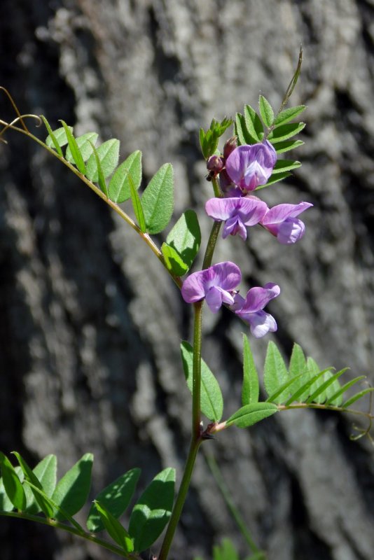 Vicia sepium – горошек заборный