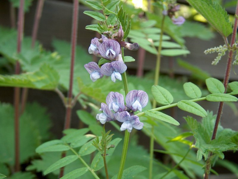 Vicia sepium – горошек заборный